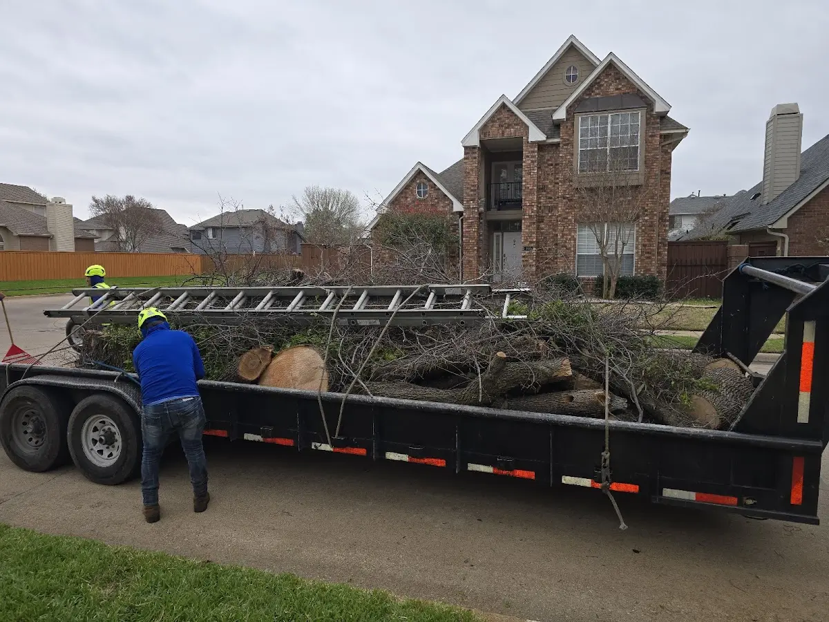 Expert Tree Pest Control with proper safety equipment in Jackson